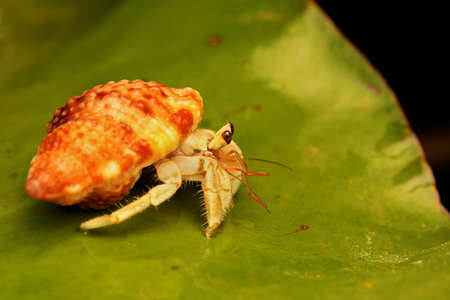 A hermit crab (Paguroidea sp) are walking slowly.