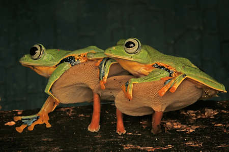 Three green tree frogs (Rhacophorus reinwardtii) are hunting for prey on weathered wood.の写真素材