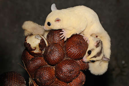 A leucistic sugar glider is looking for food. These marsupials eat fruit and small insects.