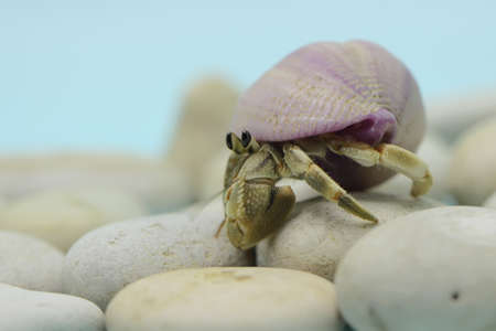 A hermit crab (Paguroidea sp) are walking slowly.