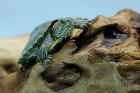 A red eared slider tortoises is sunbathing before starting their daily activities. This reptile has...
