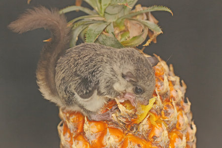 A flying squirrel (Lomys horsfieldi) is eating its favorite fruit. These animal is nocturnal or...