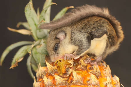 A flying squirrel (Lomys horsfieldi) is eating its favorite fruit. These animal is nocturnal or active at night.の写真素材