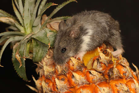 A Campbell dwarf hamster (Phodopus campbelli) is eating pineapple fruit. Its original habitat is meadows, deserts and semi-deserts.の写真素材