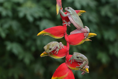 Three dumpy frogs (Litoria caerulea) resting on a wildflower.の写真素材