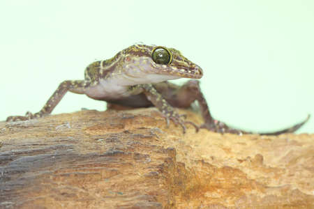 A forest banded gecko is looking for prey on a dry log. The spread of this gecko which has the...