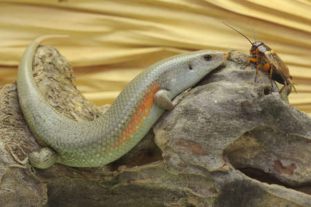An adulit common sun skink is approaching a cricket which is his favorite prey. This reptile has the...