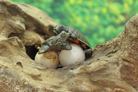 Two baby Asiatic softshell turtles that have just hatched from an egg. This soft shelled reptile has the scientific name Amyda cartilaginea.の写真素材