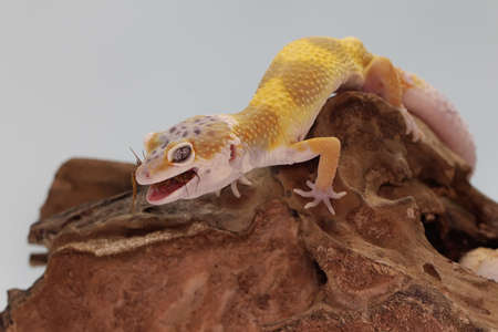 A leopard gecko preying on a cricket on a rotting log.の写真素材