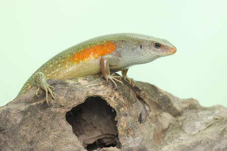 An adulit common sun skink is sunbathing before starting his daily activities. This reptile has the...