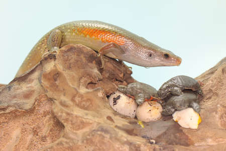 An amazing common sun skink is ready to prey on the baby turtles that have just hatched from the...