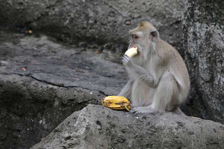 The adorable expression of two long tailed macaques. This primate has the scientific name Macaca...