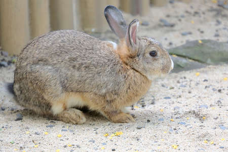 A young rabbit is looking for food on the ground.の写真素材