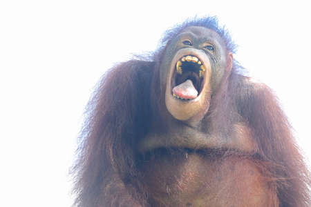 Adorable expression of a Sumatran orangutan. This primate has the scientific name Pongo abelii.の写真素材