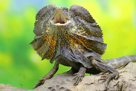 Soa Payung (Chlamydosaurus kingii), also known as the frilled lizard or frilled dragon, is showing a threatening expression.の写真素材