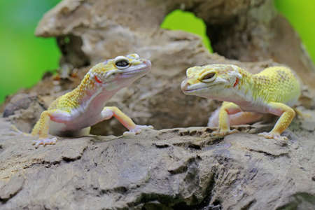 A pair of leopard geckos are getting ready to mate. Reptiles with attractive colors have the scientific name Eublepharis macularius.の写真素材