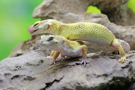 A pair of leopard geckos are getting ready to mate. Reptiles with attractive colors have the scientific name Eublepharis macularius.の写真素材