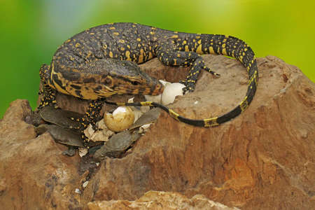 A young salvator monitor lizard is ready to prey on the turtles that have just hatched from their eggs. This reptile has a scientific name
Varanus salvator.の写真素材