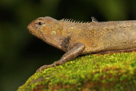 An oriental garden lizard is sunbathing on a moss-covered rock. This reptile has the scientific name Calotes versicolor.の写真素材