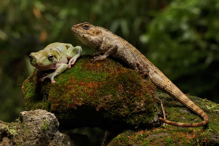 An oriental garden lizard is sunbathing on a moss-covered rock. This reptile has the scientific name...