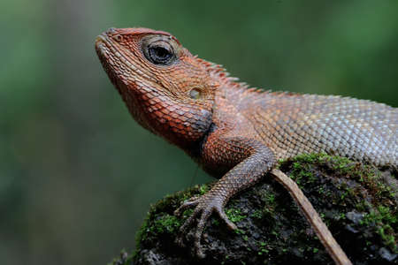 An oriental garden lizard is sunbathing on a moss-covered rock. This reptile has the scientific name Calotes versicolor.の写真素材