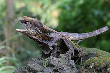 Soa Payung (Chlamydosaurus kingii), also known as the frilled lizard or frilled dragon, is showing a threatening expression.の写真素材