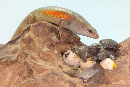 カナヘビの写真 イラスト素材一覧 92 280件 ストックフォトのamanaimages Plus