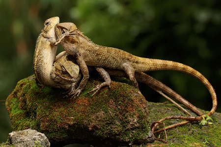 Three oriental garden lizards are sunbathing on a moss-covered rock. This reptile has the scientific name Calotes versicolor.の写真素材