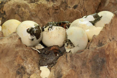 A number of baby Asiatic softshell turtles that have just hatched from eggs. This reptile has the...