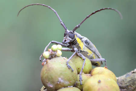 A long-horned beetle is looking for food in the bushes. This insect has the scientific name Batocera sp.の写真素材