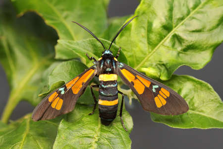 A moth is perched on a wildflower. This insect has the scientific name Euchromia sp.の写真素材