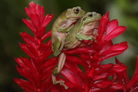 Two dumpy frogs (Litoria caerulea) resting on a wildflower.