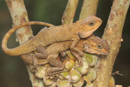 Two oriental garden lizards are sunbathing. This reptile has the scientific name Calotes versicolor.