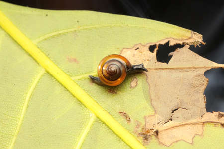 A little snail was walking slowly on a dry fern leaf.の写真素材