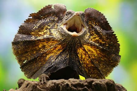 Soa Payung (Chlamydosaurus kingii), also known as the frilled lizard or frilled dragon, is showing a threatening expression.の写真素材