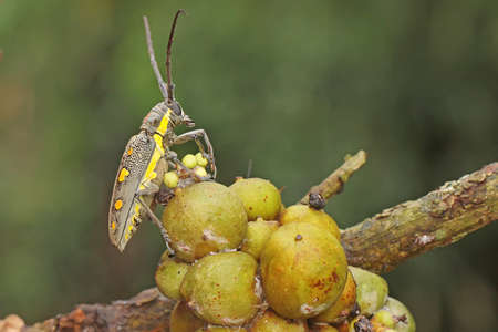 A long-horned beetle is looking for food in the bushes. This insect has the scientific name Batocera sp.の写真素材