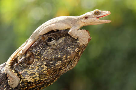 A Kuhl's flying gecko resting with the frilled dragon (Chlamydosaurus kingii). This reptile has the...