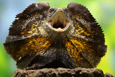 Soa Payung (Chlamydosaurus kingii), also known as the frilled lizard or frilled dragon, is showing a threatening expression.の写真素材