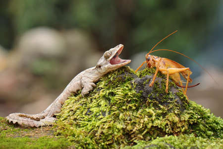 A Kuhl's flying gecko resting. This reptile has the scientific name Ptychozoon kuhli.の写真素材