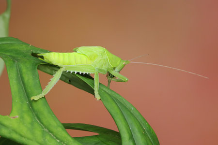 A katydid is looking for prey in the bushes.