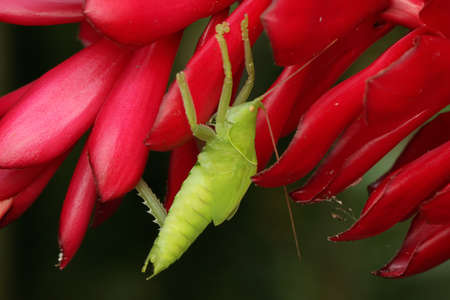 A katydid is looking for prey in the bushes.の写真素材
