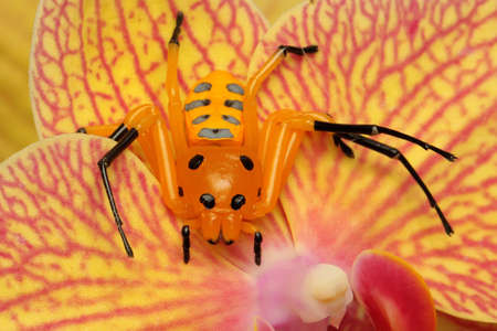 An eight-spotted crab spider is looking for prey on bush. This spider has the scientific name...