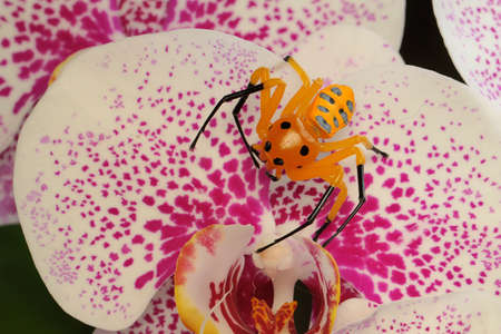 An eight-spotted crab spider is looking for prey on bush. This spider has the scientific name...