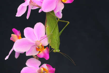 A katydid is looking for prey in the bushes.の写真素材