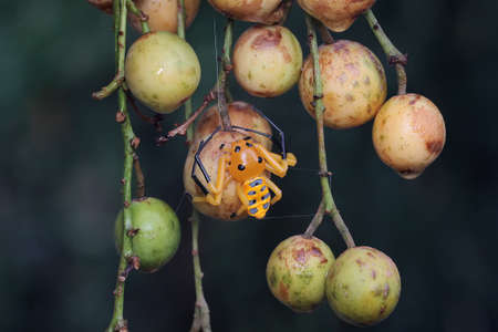 An eight-spotted crab spider is looking for prey on bush. This spider has the scientific name...