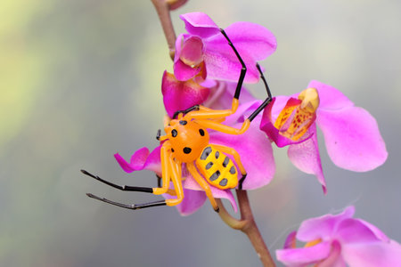 An eight-spotted crab spider is looking for prey on bush. This spider has the scientific name Platythomisus quadrimaculatus.の写真素材