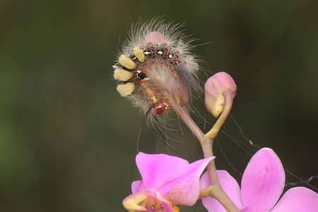 A caterpillar is foraging in a wildflower.