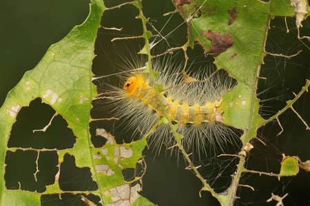 芋虫の写真 イラスト素材一覧 44 173件 ストックフォトのamanaimages Plus 芋虫の写真 イラスト素材一覧 44 173件 ストックフォトのamanaimages Plus