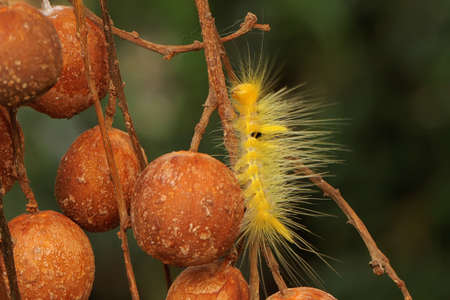 A bright yellow caterpillar is eating leaves.