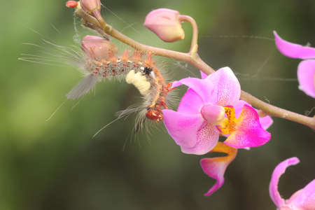A caterpillar is foraging in a wildflower.